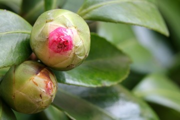 Camellia buds