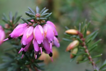Pink heather - Erica
