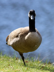 Canada Goose on One Leg