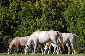 Naklejka na ściany i meble Lipizzan horses, Slovenia