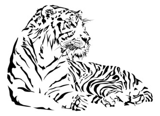 Tiger black and white