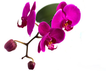 Fototapeta na wymiar The orchid blossoms
