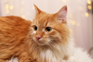 Lovable red cat on lights background