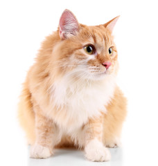 Red cat isolated on white background