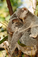 Koalas  at Currumbin Wildlife Park, Qld, Australia