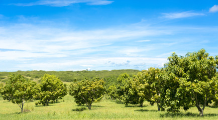 Beautiful Cuban Countryside