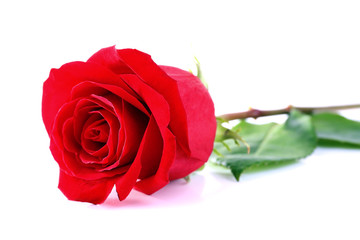 Beautiful red rose isolated on white