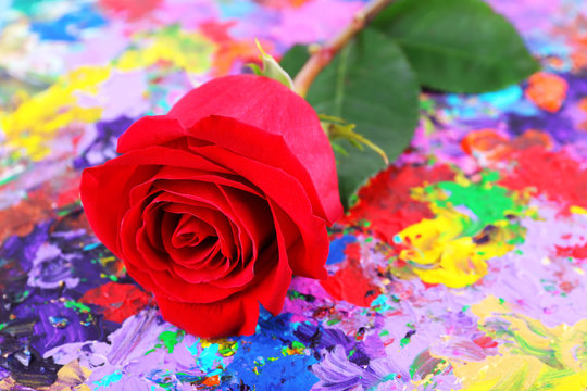 Beautiful red rose on colorful abstract background