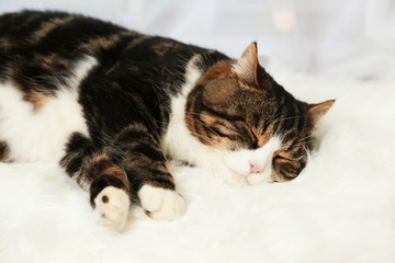 Fototapeta na wymiar Adorable cute cat lying on carpet, close up