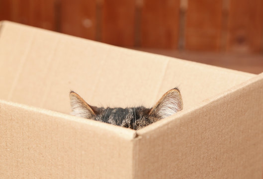 Cute Cat Sitting In Cardboard Box