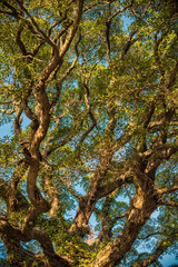 Ancient banyan canopy