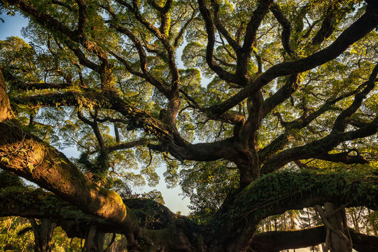 Ancient Banyan Canopy