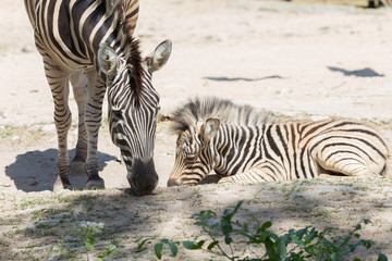 Fototapeta na wymiar African Zebra Baby and Mother