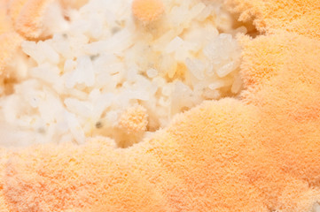 mold in rice