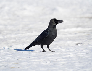 雪面のハシブトガラス
