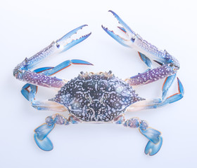 crabs. crabs on the background. crabs on the background