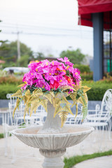 Potted flowers
