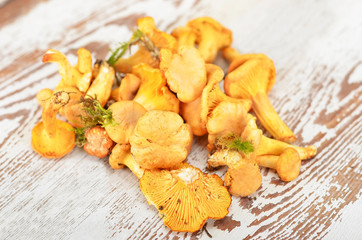 Chanterelle mushroom on textured vintage wooden background