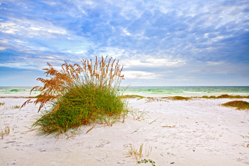 Summer landscape with Sea oats and grass dunes - 76234872