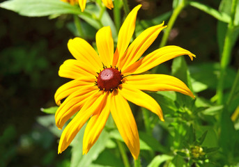 Beautiful yellow rudbeckia flower in the flowerbed