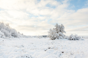 Hoge venen in snow