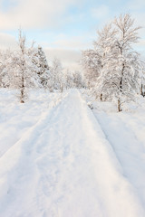 Obraz premium Hoge venen in snow
