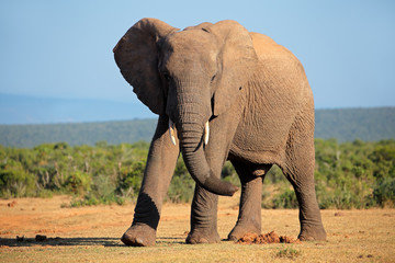 Fototapeta na wymiar African elephant, Addo Elephant National Park