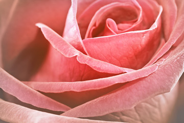 Close up vintage rose background