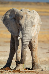 African elephant covered in mud, Etosha National Park