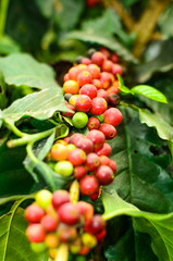 coffee bean on a branch,coffee tree