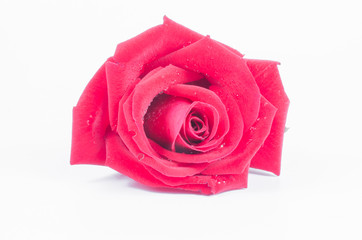 red rose flower