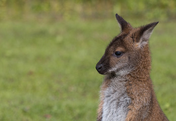 Cute Bennet Kangaroo on a meadow