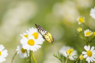 White Daisy Flower With Butterfly. 