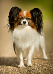 Papillon Dog