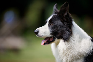 Profile of border collie