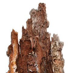 Bark tree