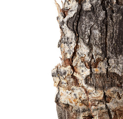 Bark tree
