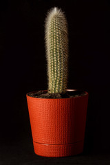 cactus in a flower pot on a black background