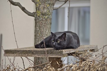 Schwarze Katze