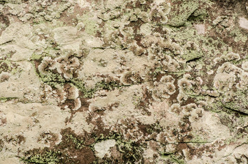 stone surface  in nature