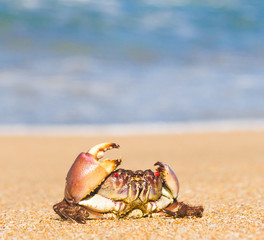 Cute Animal Alien Creature