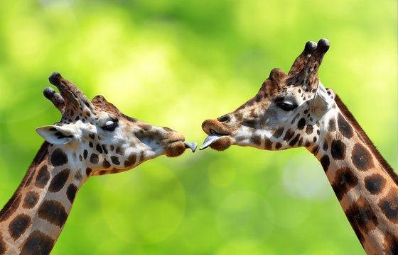 Portrait of a kissing giraffes