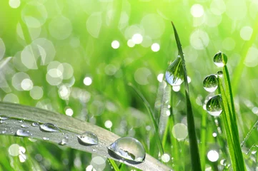 Crédence de cuisine en verre imprimé Printemps Fresh green grass with dew drop closeup. Nature Background