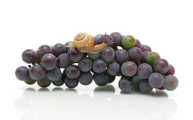 snail crawling on a cluster of dark grapes. white background.