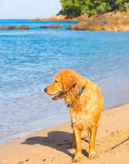 Salty Sea Dog On a Beach