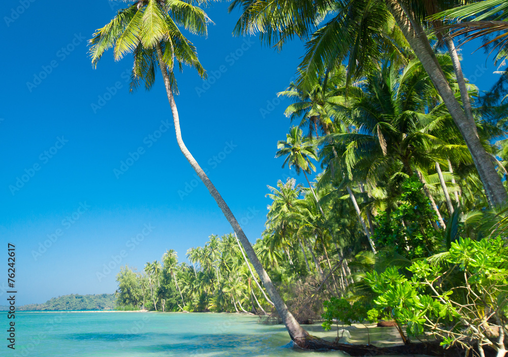 Wall mural green getaway palm panorama