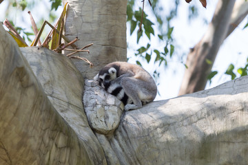 Ring-tailed lemur sitting on the tree