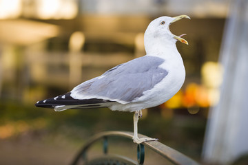 Seagull 8