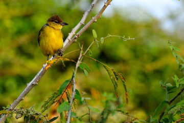Yellow-bellied greenbul