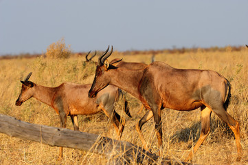 Herd of tsessebes